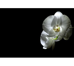 Plaque Funéraire Orchidée Blanche 3 • Plaque Décès Zen Orchidée
