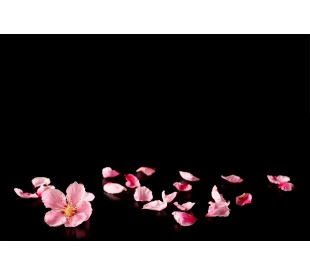 Plaque Funéraire Fleurs de Cerisier 3 - Plaque Décès Fleurs