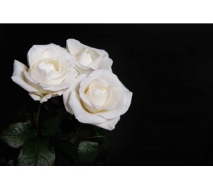 Plaque Funéraire Roses Blanches 3 - Plaque Décès Roses Blanches