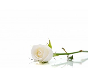 Plaque Funéraire Rose Blanche 3 - Plaque Décès Rose Blanche