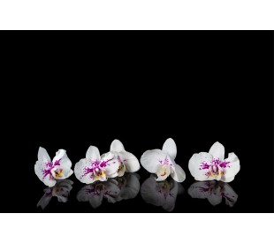 Plaque Funéraires Magnifiques Orchidées 3 - Plaque Décès Orchidées