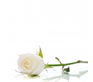 Plaque Jardin du Souvenir Rose Blanche- Plaque Jardin du Souvenir Pas Cher 2