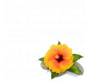 Plaque Jardin du Souvenir Hibiscus Orange - Plaque Jardin du Souvenir Pas Cher • Phénix