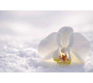 Plaque Funéraires Orchidée dans la Neige - Plaque Décès Neige 3
