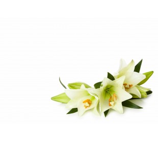 Plaque Funéraire Fleurs de Lys Blanc 3 - Plaque Décès Lys Blanc